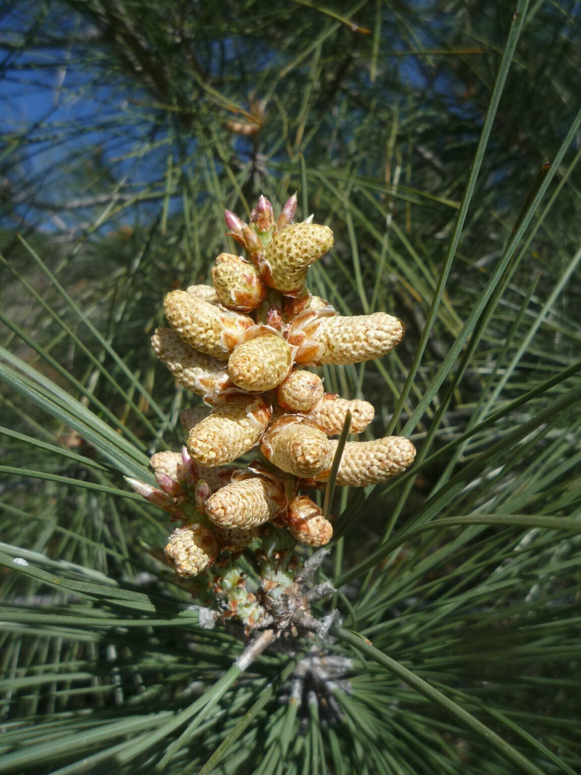 High Resolution Pinus coulteri Male